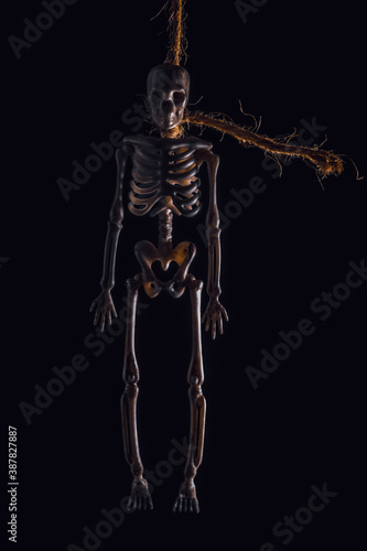 Halloween idea. Human skeleton on a rope in pitch darkness © Yury Kisialiou