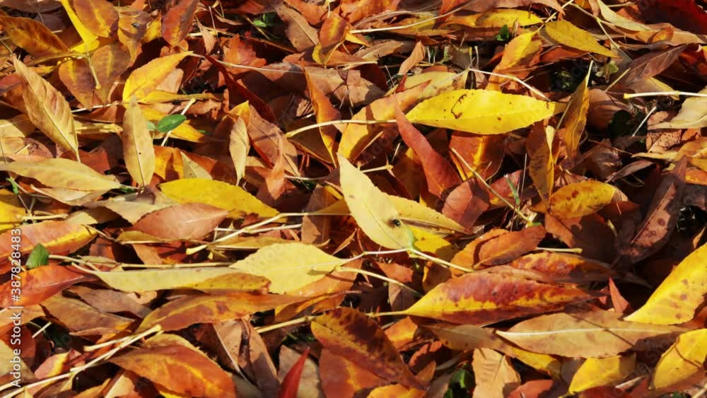 yellow and orange leaves fallen in the autumn season, horizontal motion yellow and orange leaves fallen in the autumn season, horizontal motion