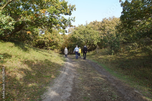 Fototapeta Naklejka Na Ścianę i Meble -  People walk on the sandy path in the Dutch dunes between the low oaks in autumn. Netherlands, October 