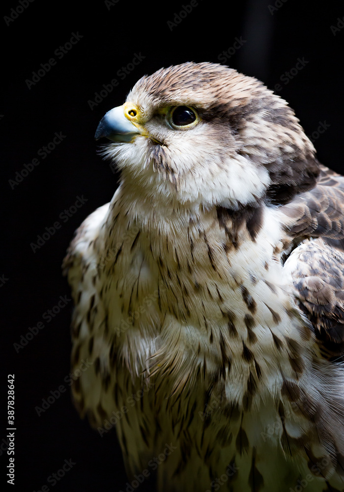 Obraz premium Portrait of sakar falcon facing left