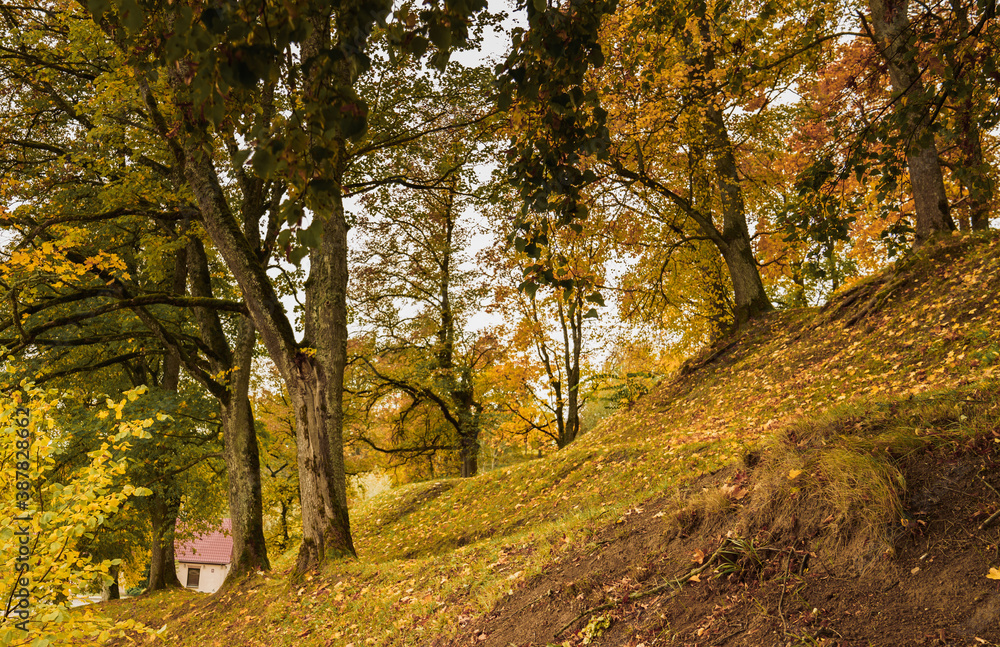 Fototapeta premium autumn in the park