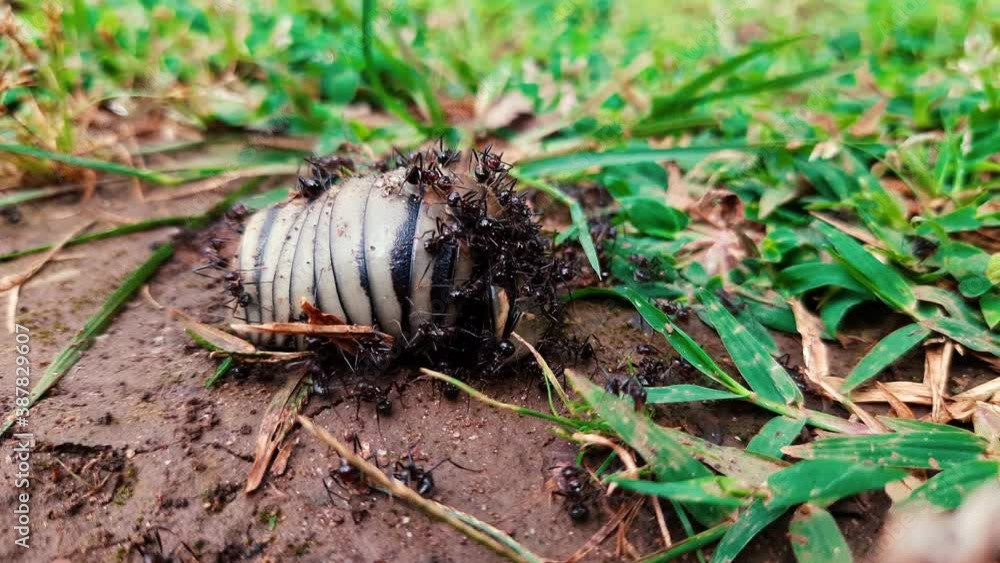 Group of hungry ants attack and climbing on dead insect in wilderness.Closer up footage. Group of hungry ants attack and climbing on dead insect in wilderness.Closer up footage.