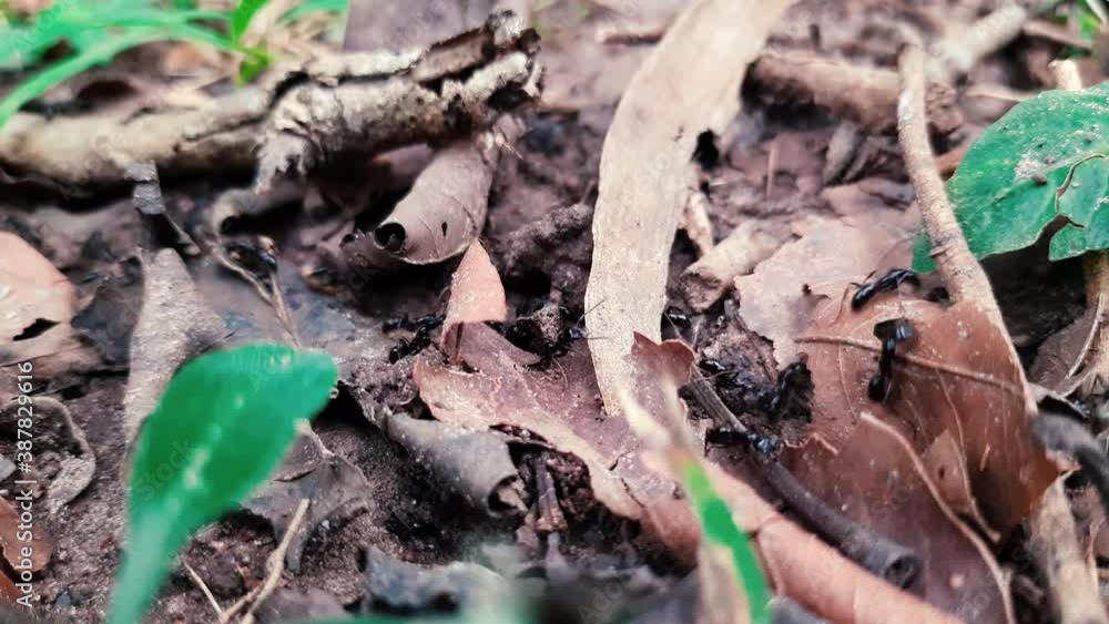 Raids Of Wild Black Ants Collecting Food On The Ground With Dried Leaves And Twigs - Closeup Shot Raids Of Wild Black Ants Collecting Food On The Ground With Dried Leaves And Twigs - Closeup Shot