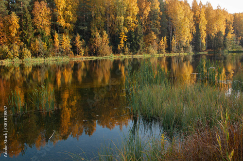 River in the autumn forest on a Sunny day, trees are reflected in the water.