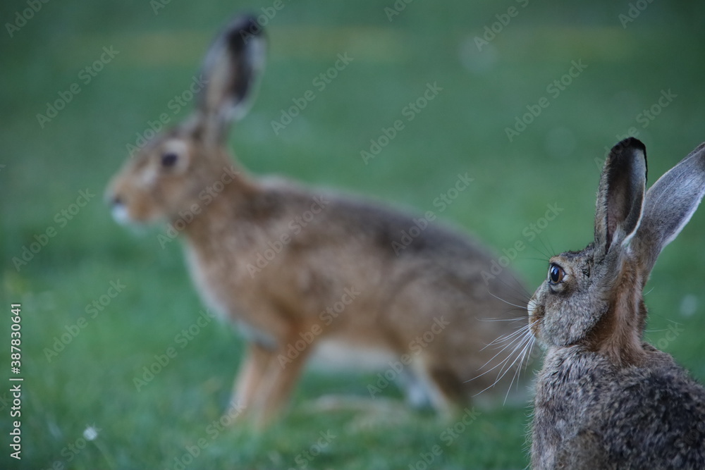 Zwei europäische Feldhasen auf einer Sommerwiese Zwei europäische Feldhasen auf einer Sommerwiese