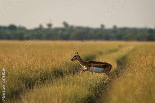 blackbuck or antilope cervicapra or indian antelope crossing track in grassland of tal chhapar sanctuary rajasthan india