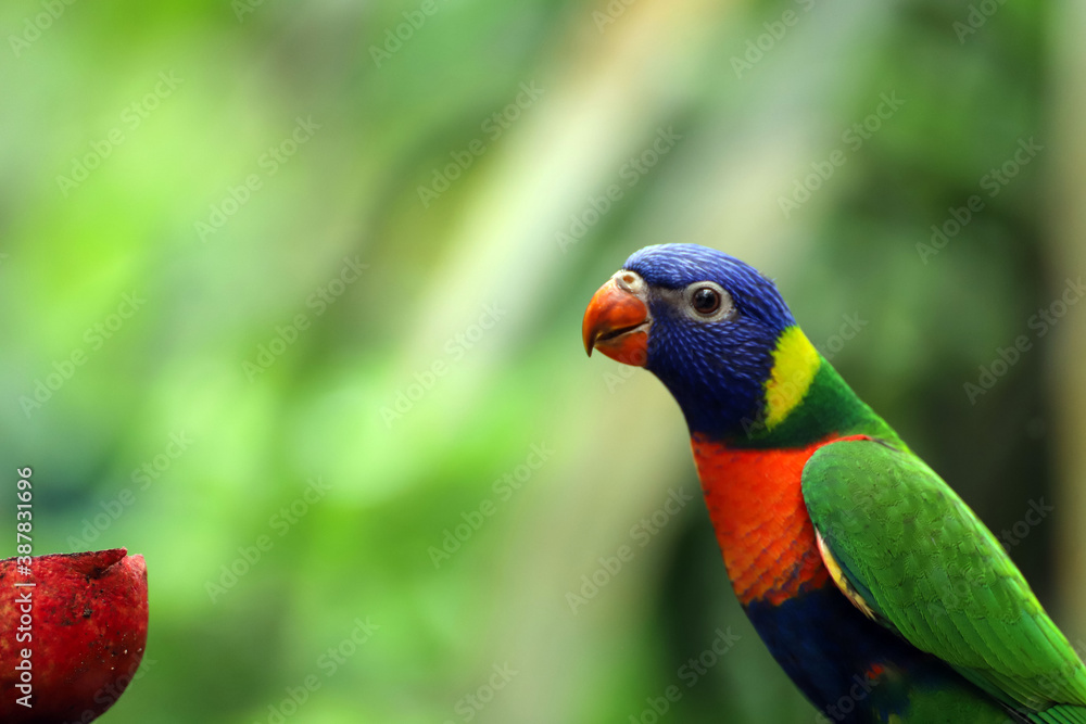 Naklejka premium couleurs sous un climat tropical