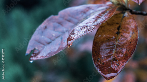 Fototapeta Naklejka Na Ścianę i Meble -  Kolory jesieni, październik w lesie. Beskid Śląski, Polska