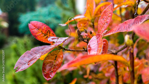 Fototapeta Naklejka Na Ścianę i Meble -  Kolory jesieni, październik w lesie. Beskid Śląski, Polska