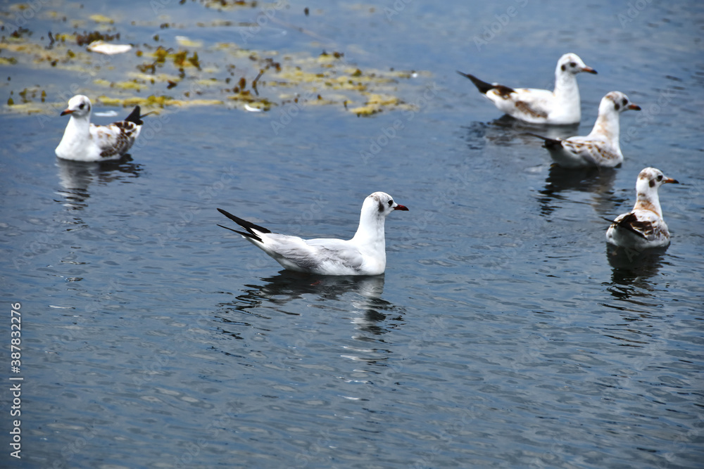 Obraz premium seagulls on the sea