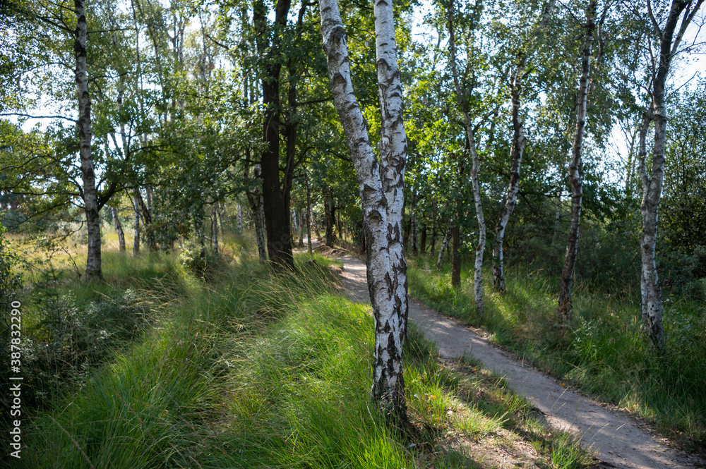 Obraz premium Green lung of North Brabant, Kempen forest in September, the Netherlands