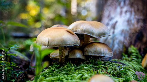 runo leśne, grzyby w lesie, super tło do komputera © Franciszek