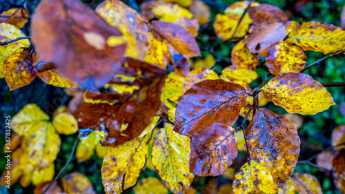 Fototapeta Naklejka Na Ścianę i Meble -  Kolory jesieni, październik w lesie. Beskid Śląski, Polska