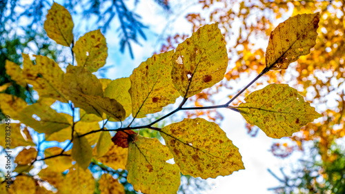 Fototapeta Naklejka Na Ścianę i Meble -  Kolory jesieni, październik w lesie. Beskid Śląski, Polska