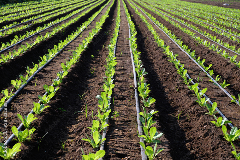 Irrigation system on lettuce green salad fields in hot climate, Lazio, Italy Irrigation system on lettuce green salad fields in hot climate, Lazio, Italy