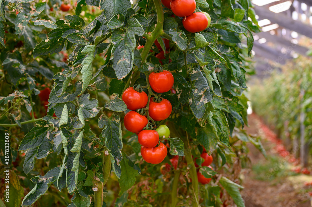 Cultivation of organic tomatoes in plastic greenhouses in Lazio, Italy