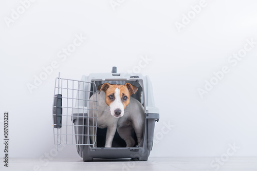 Fototapeta Naklejka Na Ścianę i Meble -  Obedient Jack Russell Terrier inside the box for safe transport