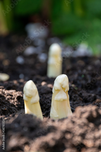 White asparagus plant growing on farm field in spring close up ready to harvest