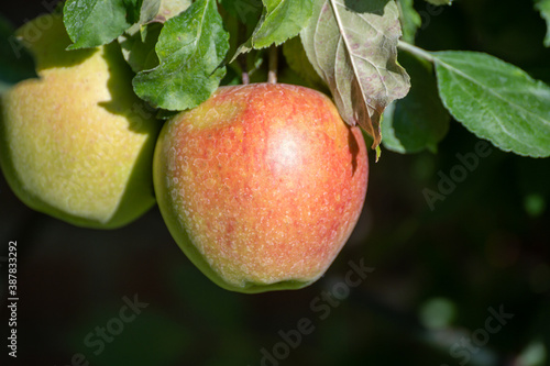 Large sweet braeburn apples ripening on tree in fruit orchard