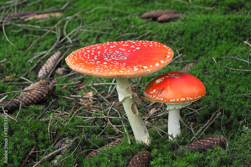 The Fly Agaric (Amanita muscaria) is a poisonous mushroom