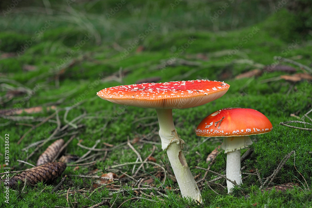 The Fly Agaric (Amanita muscaria) is a poisonous mushroom The Fly Agaric (Amanita muscaria) is a poisonous mushroom