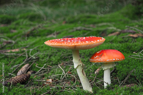 The Fly Agaric (Amanita muscaria) is a poisonous mushroom