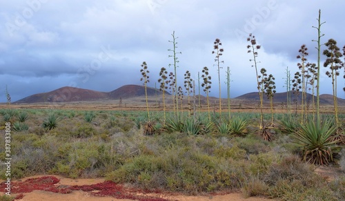 Paisajes volcanicos de la isla de lanzarote en las islas canarias, España, aorillas del oceano atlantico