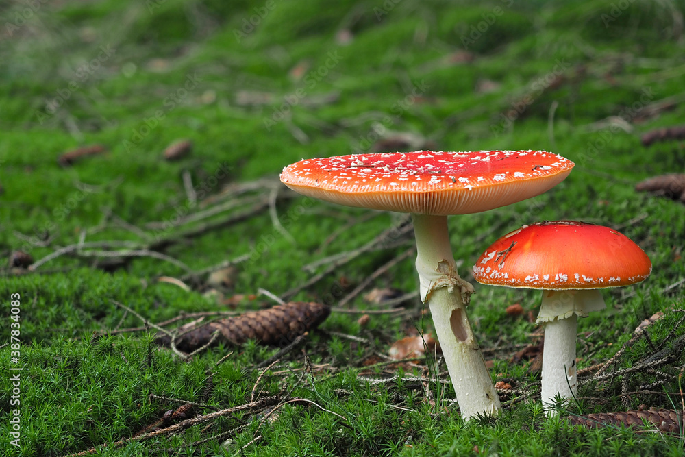 The Fly Agaric (Amanita muscaria) is a poisonous mushroom The Fly Agaric (Amanita muscaria) is a poisonous mushroom