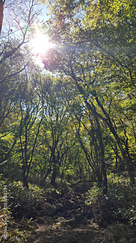 Obraz premium 한국 제주 한라산 숲길