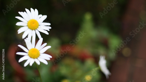 Daisy flower in the garden. Banner size with copyspace