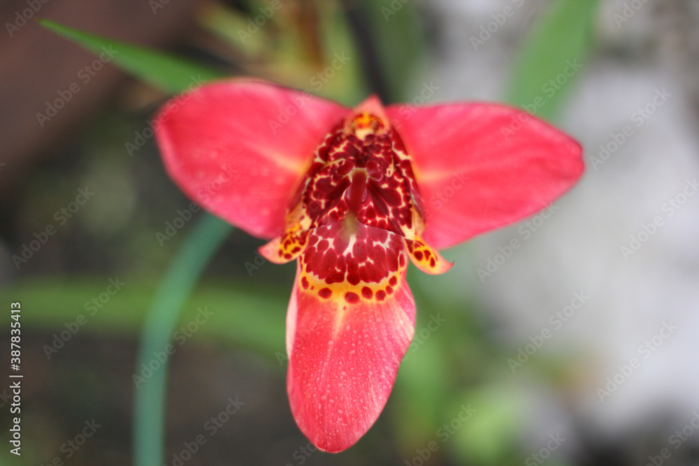 Red iris flower with blur green background. Banner size with copy space. Red iris flower with blur green background. Banner size with copy space.