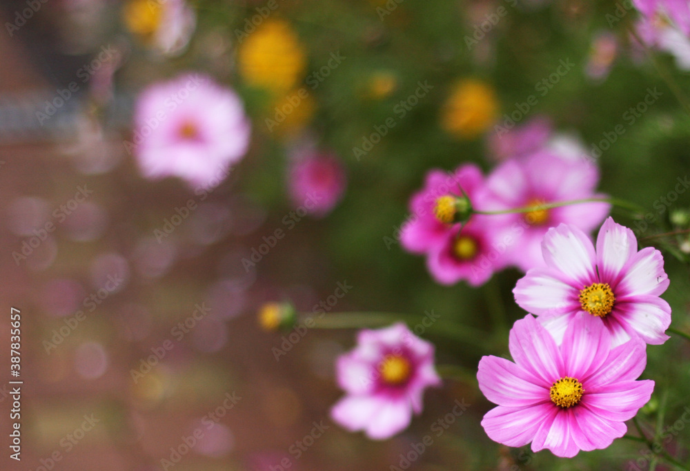 Cosmos flowers with green background. Pink and red cosmos flowers in a garden. Photo with copy space. Cosmos flowers with green background. Pink and red cosmos flowers in a garden. Photo with copy space.