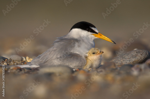 Least Tern Mama and Chick At Nest On Nauset Beach In Eastham, MA On Cape Cod © Peter