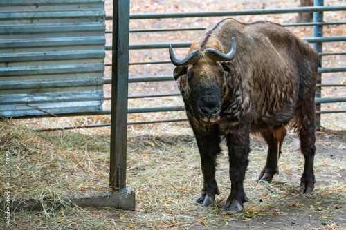 Close up of Takin or Budorcas taxicolor in captivity