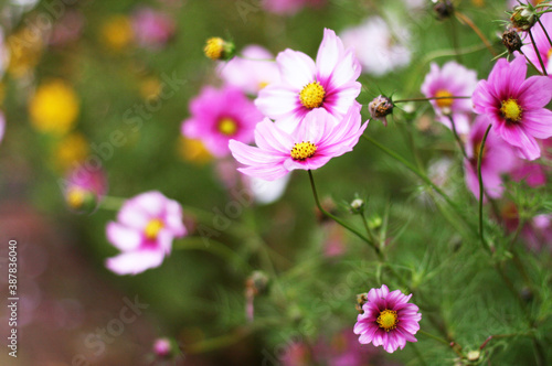 Cosmos flowers with green background. Pink and red cosmos flowers in a garden. Photo with copy space.