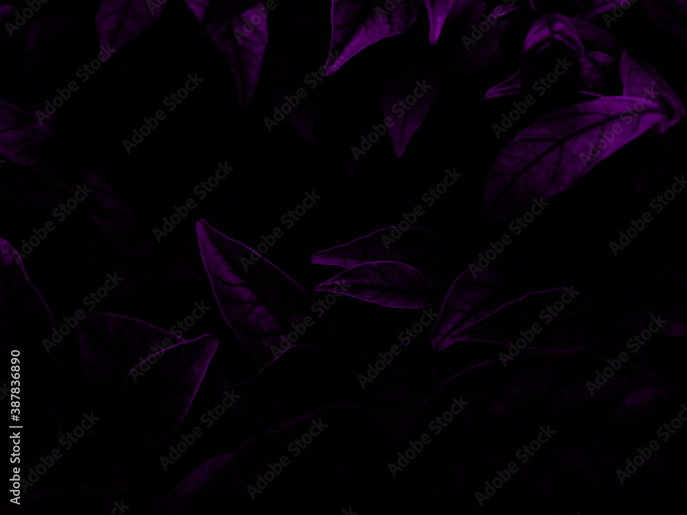 Beautiful abstract color blue and purple flowers on black background and pink graphic pink flower frame and pink leaves texture, purple background, colorful graphics banner, pink background 
