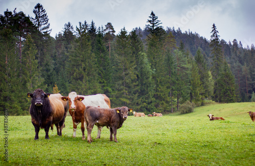 Weide mit K  hen und Kuhfamilie Stier Kuh und Kalb im Vordergrung