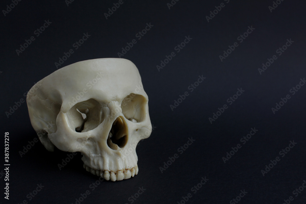 skull on a black background. the concept of Halloween skull on a black background. the concept of Halloween