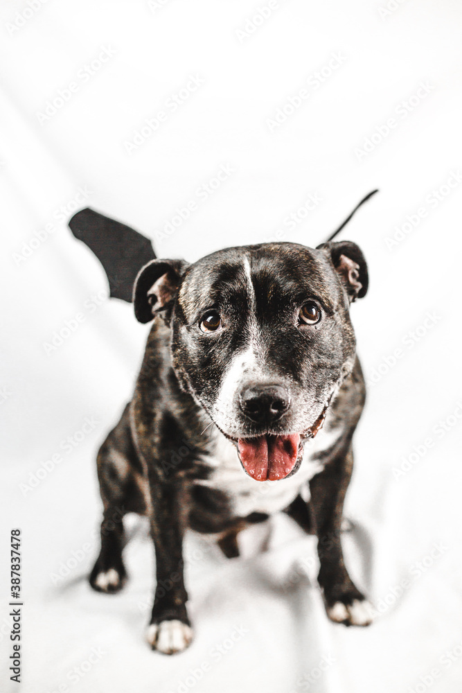 Smiling staffie dog wears funny bat wings costume for Halloween on a white background