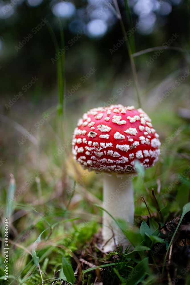 A mushroom red with white dots, also called fly agaric, along a path in the forest. A mushroom red with white dots, also called fly agaric, along a path in the forest.