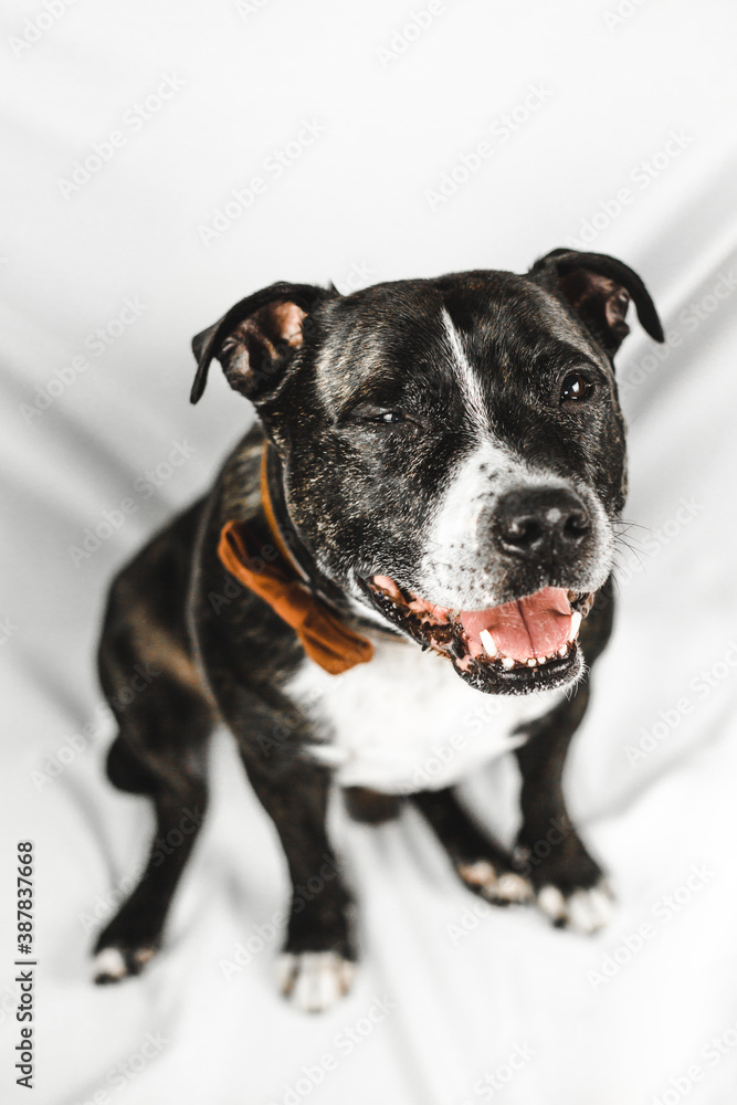 Smiling English Staffordshire Bull Terrier (Staffie) dog wears brown bow tie on a white background