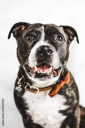 Smiling English Staffordshire Bull Terrier  Staffie  dog wears brown bow tie on a white background