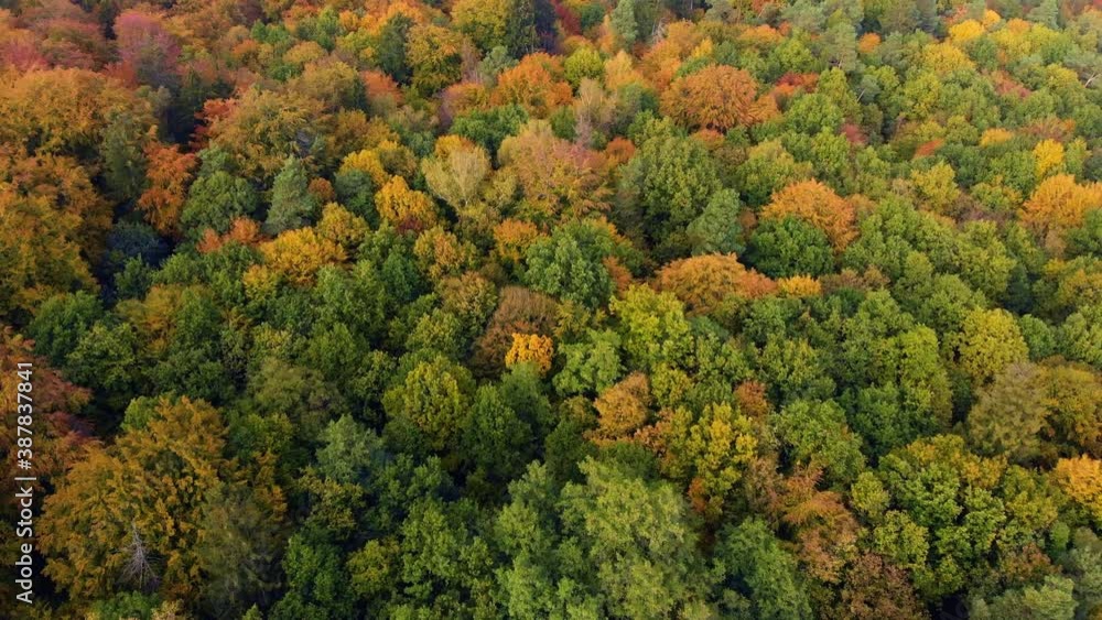Beautiffull Autumn drone fly over the trees and fields Beautiffull Autumn drone fly over the trees and fields
