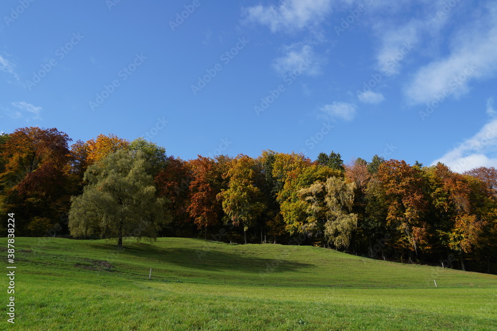 Deciduous forest in autumn in various colors with a meadow in fresh green color and clear blue sky above. Expression of seasonal mood with a lot of copy space, suitable as background. 