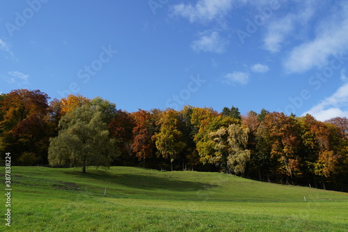 Deciduous forest in autumn in various colors with a meadow in fresh green color and clear blue sky above. Expression of seasonal mood with a lot of copy space, suitable as background. 