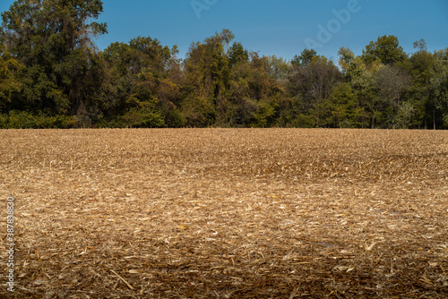 baren corn field with golden leaves and stalks on ground after annual harvesting with tree line and blue sky in background photo
