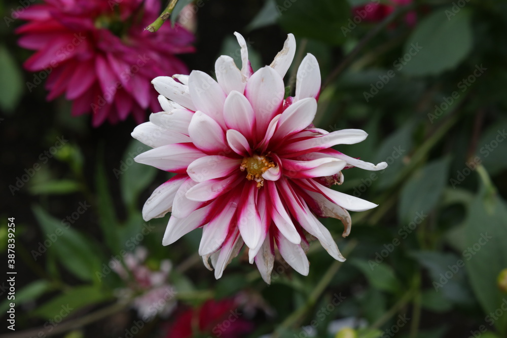 Obraz premium The textures of different plants from a garden in Vancouver