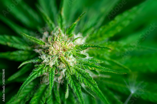 Female marijuana plant with a flowering bud