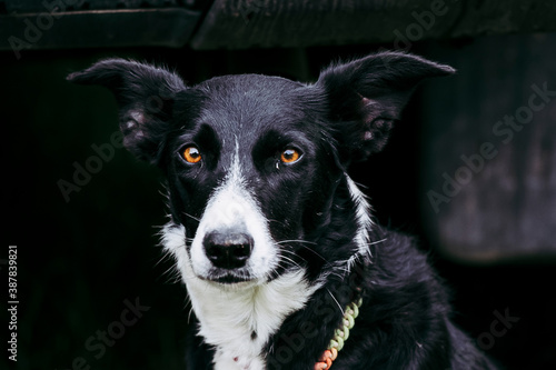 Portrait d'un joli chien de berger noir et blanc au regard intense