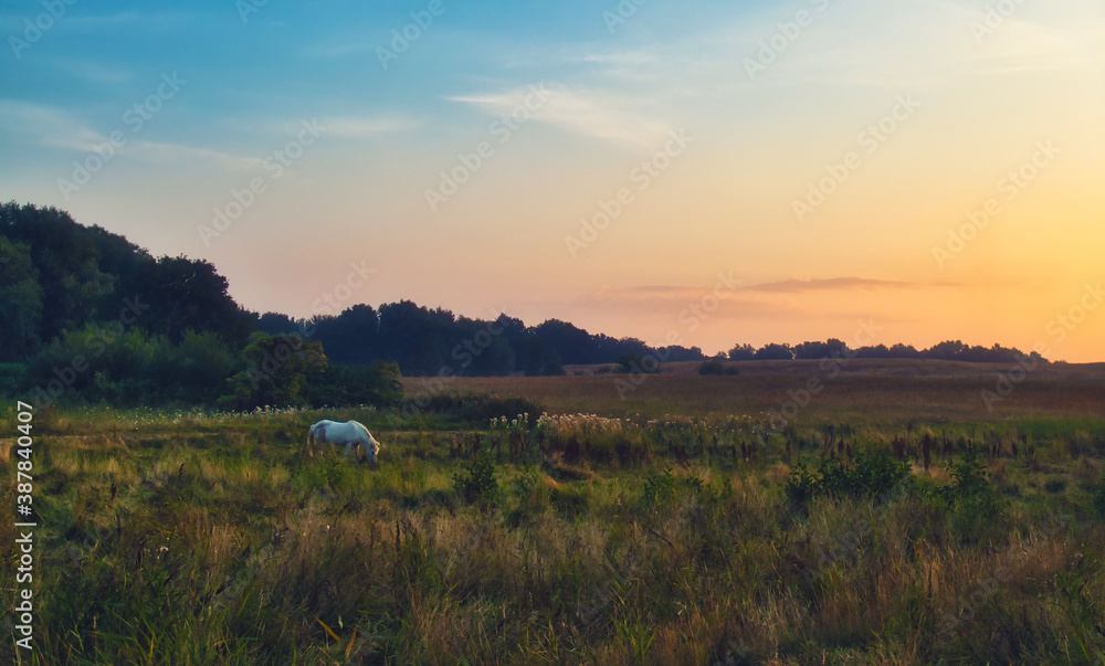white horse grazing in a field near ahrenshoop at the baltic sea